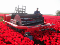 Topping Tulip Lefebers Memory